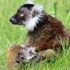 Mohrenmaki Nosy, hier mit ihrem Baby Amber auf einem Archivfoto von 2016 zu sehen, hat wieder Nachwuchs bekommen. Einen Namen hat der männliche Lemuren-Nachwuchs allerdings noch nicht.