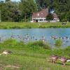 Gänse findet man am Weitmannsee oft in großen Mengen. 