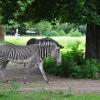 Im Augsburger Zoo gibt es jetzt wieder viele Tiere sehen. Besucher müssen jedoch die Eintrittsregelungen beachten.