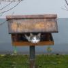 Nicht nur die Gartenvögel, sondern auch Nachbars Katze nutzt das Vogelhäuschen.