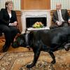 Ließ Wladimir Putin absichtlich Hund Koni in das Zimmer? Angela Merkel hat nämlich Angst vor Hunden.