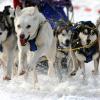 Die Schlittenhunde gehen am Wochenende in Unterjoch an den Start. 