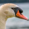 Das Vogelgrippe-Virus wurde jetzt bei einem Schwan im Wittelsbacher Land nachgewiesen.