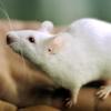 Wissenschaftler der Universität Heidelberg haben es geschafft, das Erinnerungsvermögen älterer Mäuse mit Hilfe eines Eiweißes (Proteins) zu verbessern.