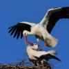 Dieses Bild zeigt die Störche in ihrem Nest in Gablingen.