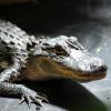 Mississippi-Alligator Fred sonnt sich in der Reptilien-Auffangstation in München in seinem Gehege.