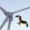 Vogelschützer sehen durch Windräder Vögel gefährdet. Das könnte nahe Rain einen Windpark stoppen. 