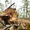 Stürme und Trockenheit setzen nicht nur den Fichten zu. Angesichts des Klimawandels gerate der Wald, der ja eigentlich als Klimaretter gelte, selbst in Bedrängnis, sagen die Schwäbischen Forstleute.