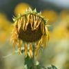 Eine vertrocknete Sonnenblume steht auf einem Feld. Auch am Freitag blieb es vielerorts in Deutschland hochsommerlich heiß.