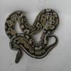 Jetzt bei einem Schlangenspezialisten: Ein Python, der in Augsburg gefunden wurde.