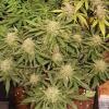 Die Polizei fand bei einem 20-Jährigen eine Cannabis-Plantage. 	