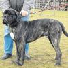 Cane Corso Garry