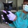 Auch Katzen, die im Tierheim abgegeben werden, sind oft mit einem gefährlichen Virus infiziert. 