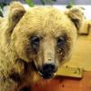 Braunbär "JJ1", besser bekannt als "Problembär" Bruno, ist seit 2008 ausgestopft im Münchner Naturkundemuseum Mensch und Natur zu sehen.