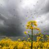 Der Deutsche Wetterdienst rechnet in dieser Woche in Bayern mit wechselhaftem Wetter.