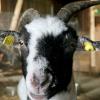 Besucher der Little Hope Ranch können Ziege und Kuh ganz tief in die Augen schauen.