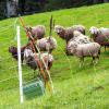 Schafe stehen auf einer Bergweide oberhalb der grenznahen Ortschaft Oberaudorf im Landkreis Rosenheim hinter einem Elektrozaun. In der unmittelbaren Umgebung waren zuvor mehrere Schafe von einem Bären gerissen worden.