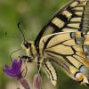 Noch fliegt der Schwalbenschwanz über schwäbische Wiesen. Der Schmetterling mit einer Flügelspannweite von bis zu siebeneinhalb Zentimetern ist allerdings besonders geschützt.