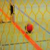 Die Aichacher Handballfrauen müssen am Samstag gegen Tabellenführer Haunstetten auf ihre etatmäßigen Torfrauen verzichten.  	