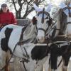 Eine romantische Kutschfahrt durch die weiße Winterlandschaft. Silke Seemüller unterwegs mit ihren beiden Pferden irischen Tinkern Axe und Sunny. 