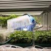 Cannabis-Jungpflanzen wachsen in einem Vegetationsraum des Pharmaunternehmens Demecan.