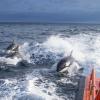 Das undatierte Foto, das vom spanischen Ministerium für Verkehr, Mobilität und städtische Agenda zur Verfügung gestellt wurde, zeigt drei Orcas, die neben einem Seenotrettungsboot schwimmen.