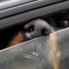 Trotz der Hitze lassen manche Hundehalter ihre Haustiere im Auto zurück.