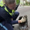 Die Polizei Donauwörth rettete einen jungen Igel, der in einen Gully gestürzt war.