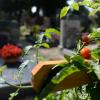 Diese Tomaten auf einem Grab lösten in Neuburg Diskussionen darüber aus, welche Bepflanzung einem Grab und einem Friedhof angemessen ist. Ein Streit, der kein Einzelfall ist.