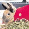 Kaninchen-Böckchen Murphy