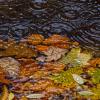 Die schönen Seiten des Herbstes im Unterallgäu.