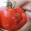 Tomaten gehören zu den Lebensmitteln, die nicht im Kühlschrank aufbewahrt werden sollten.