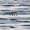 Das Polareis schmilzt, die Eisbären müssen bei der Nahrungssuche notgedrungen immer näher an menschliche Siedlungen heranrücken.