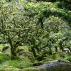 Das geheimnisvolle Waldstück Wistman’s Wood im Dartmoor.