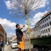 Die zuerst für die Maximilianstraße angelieferten Bäume wurden am Donnerstag nochmal ausgetauscht.