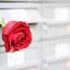 Eine rote Rose zum Valentinstag? Kann sein, muss aber nicht sein. Paare können sich Liebe ganz unterschiedlich zeigen.