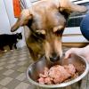 Hunde brauchen Vitamin D in ihrem Futter - zu viel davon kann jedoch tödlich sein.