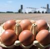 Mit Salmonellen belastete Eier der Firma Bayern-Ei ließen 2014 hunderte Menschen erkranken. 	