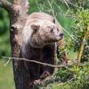 Das ist ein Braunbär, der in einem Wildpark lebt.