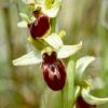 Getrocknete Blumen geben Klimawandel-Infos