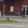 <p>Videos im Internet sollen den jungen Mann zeigen, wie er vor der McDonald's-Filiale und am Dach eines Parkhauses Schüsse abgibt. </p>