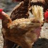 Kein Freigehege wird es für die Hühner in Kissing geben, wenn  650 Legehennen in den ehemaligen Rinderstall einziehen sollen.