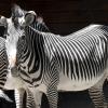Der Augsburger Zoo hat eine Weihnachts-Wunschliste für Spenderinnen und Spender veröffentlicht. Zebras etwa freuen sich demnach über Kratzbürsten.