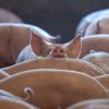 Auch Mast- und Zuchtbetriebe im Landkreis Aichach-Friedberg sind von den Folgen der ersten Fälle von afrikanischer Schweinepest in Deutschland betroffen. 