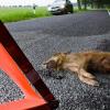 Achtung, Wildunfall: Kollidieren Autofahrer mit einem Wildtier, müssen sie die Unfallstelle absichern und informieren am besten die Polizei.