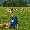 Das Bild zeigt Helfer bei der Erdbeerernte auf einer Plantage. Auch im Landkreis Dillingen sind Erntehelfer gesucht.  	