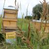 Bienenkästen bei Gersthofen und Meitingen haben Unbekannte beschädigt (Symbolbild)