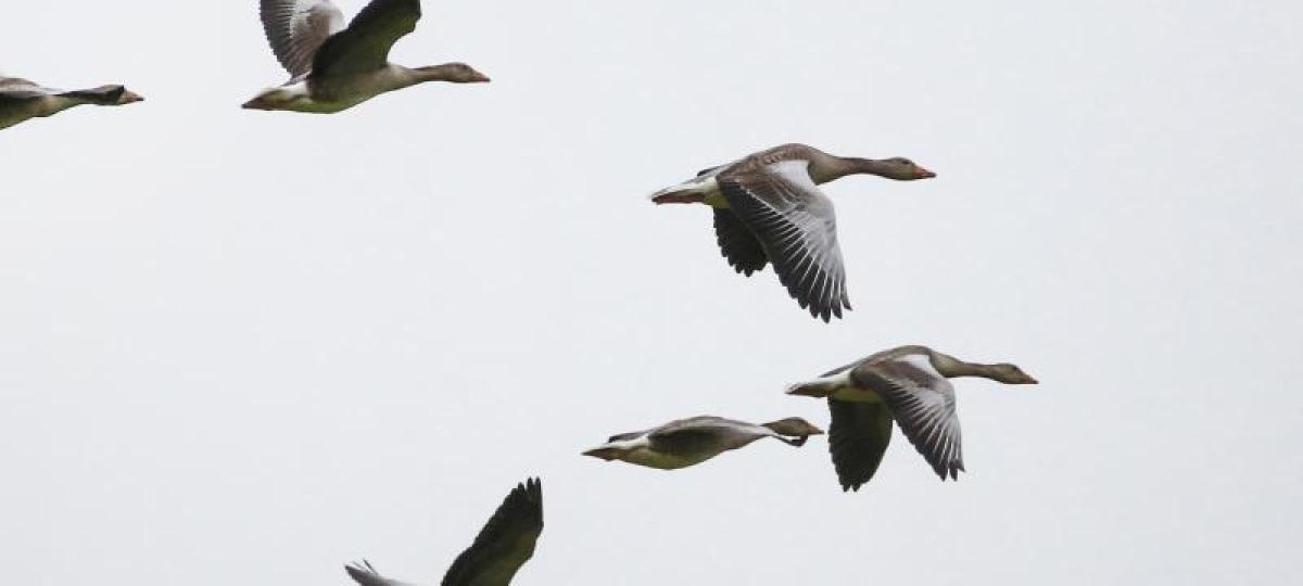 Weiterer Vogelgrippe-Fall im Alb-Donau-Kreis