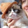 Das wohl bekannteste Starren der Welt: Grumpy Cat dominiert das Internet und hat auch sein Frauchen reich gemacht. 