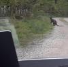 Anfang Mai ist dem Waldarbeiter Peter Rieger in den südlichen Stauden ein Känguru vor das Auto – und die Kamera – gehüpft. 